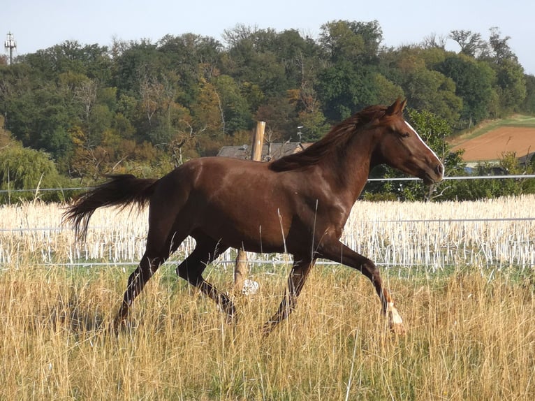 Weitere Ponys/Kleinpferde Mix Wallach 2 Jahre 146 cm Fuchs in Pohlheim