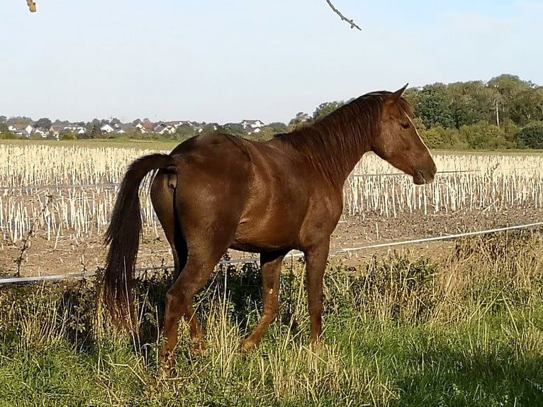 Weitere Ponys/Kleinpferde Mix Wallach 2 Jahre 146 cm Fuchs in Pohlheim