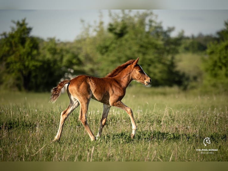 Weitere Ponys/Kleinpferde Mix Wallach 2 Jahre 146 cm Fuchs in Pohlheim