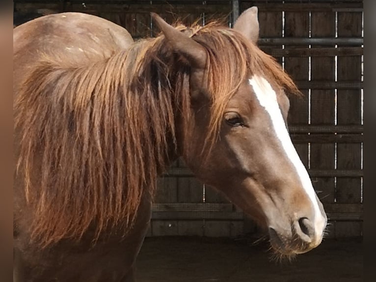 Weitere Ponys/Kleinpferde Mix Wallach 2 Jahre 146 cm Fuchs in Pohlheim