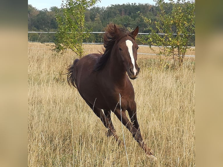 Weitere Ponys/Kleinpferde Mix Wallach 2 Jahre 146 cm Fuchs in Pohlheim