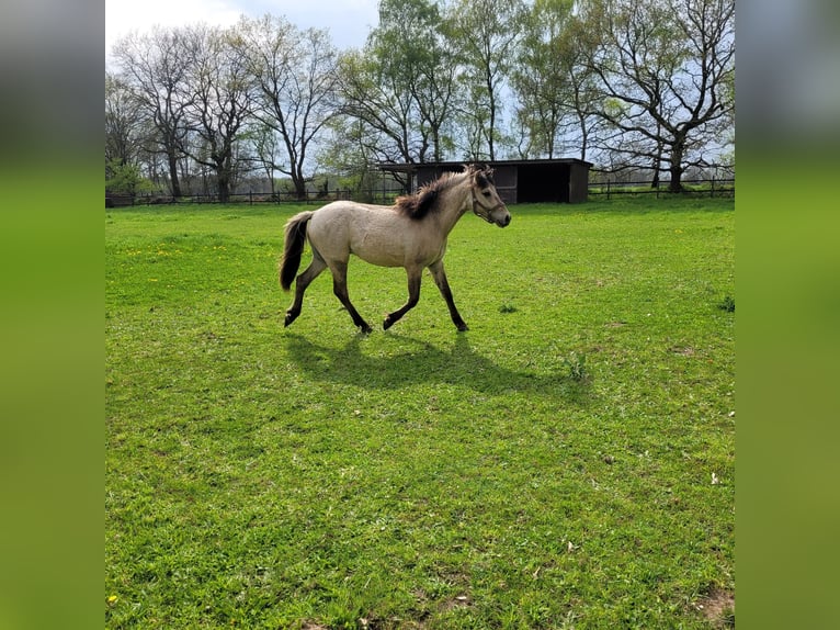 Weitere Ponys/Kleinpferde Wallach 2 Jahre 148 cm Falbe in Klein Pampau