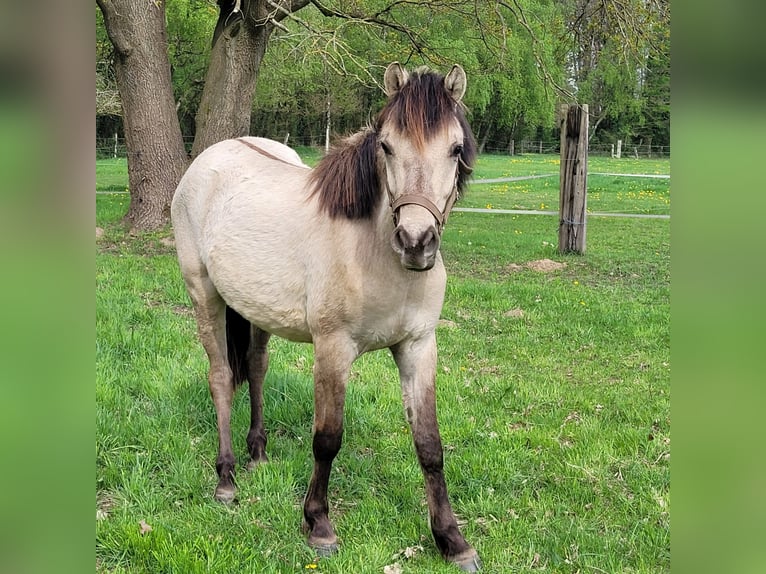 Weitere Ponys/Kleinpferde Wallach 2 Jahre 148 cm Falbe in Klein Pampau