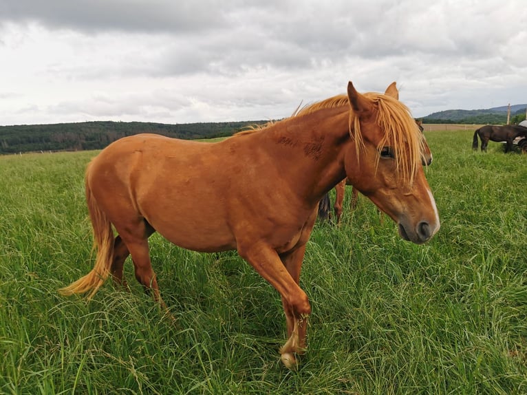 Weitere Ponys/Kleinpferde Wallach 2 Jahre 148 cm Fuchs in Z&#xFC;sch