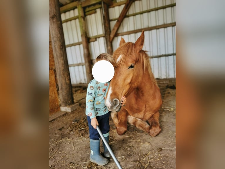 Weitere Ponys/Kleinpferde Wallach 2 Jahre 148 cm Fuchs in Z&#xFC;sch