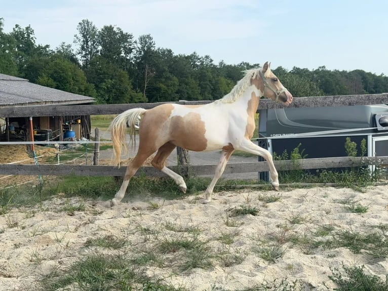 Weitere Ponys/Kleinpferde Wallach 2 Jahre 148 cm Schecke in Heiligenbrunn