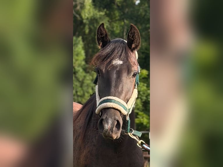 Weitere Ponys/Kleinpferde Mix Wallach 2 Jahre Rappe in Scharbeutz