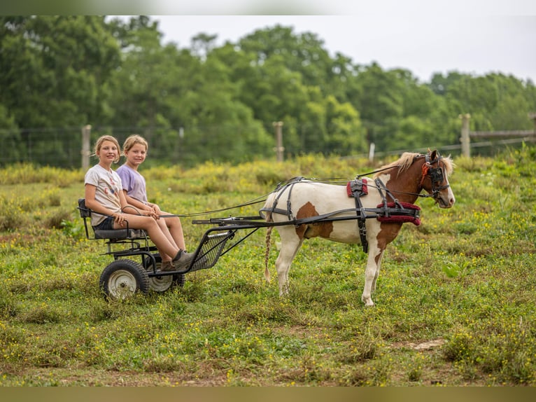 Weitere Ponys/Kleinpferde Wallach 3 Jahre 102 cm Schecke in Ewing