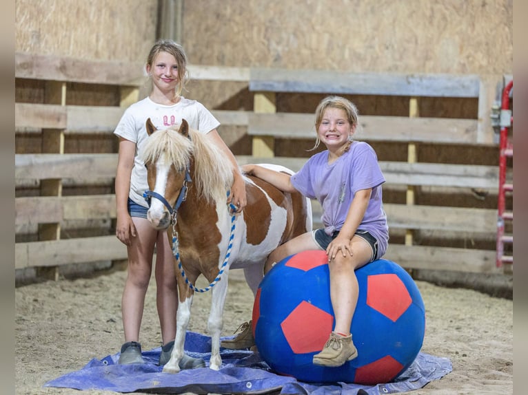 Weitere Ponys/Kleinpferde Wallach 3 Jahre 102 cm Schecke in Ewing