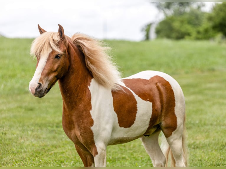 Weitere Ponys/Kleinpferde Wallach 3 Jahre 102 cm Schecke in Ewing