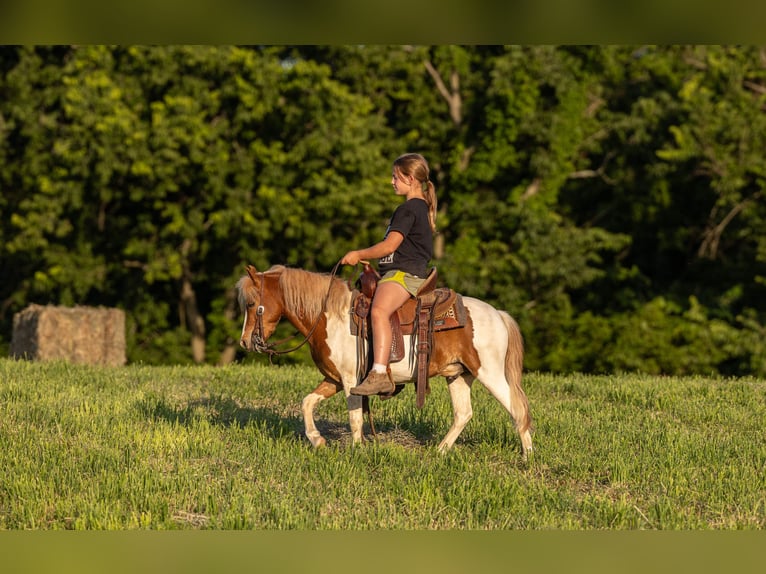 Weitere Ponys/Kleinpferde Wallach 3 Jahre 102 cm Schecke in Ewing