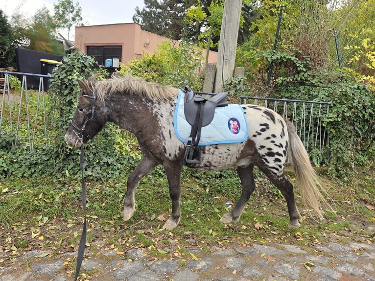 Weitere Ponys/Kleinpferde Wallach 3 Jahre 115 cm Tigerschecke in Linkenbach