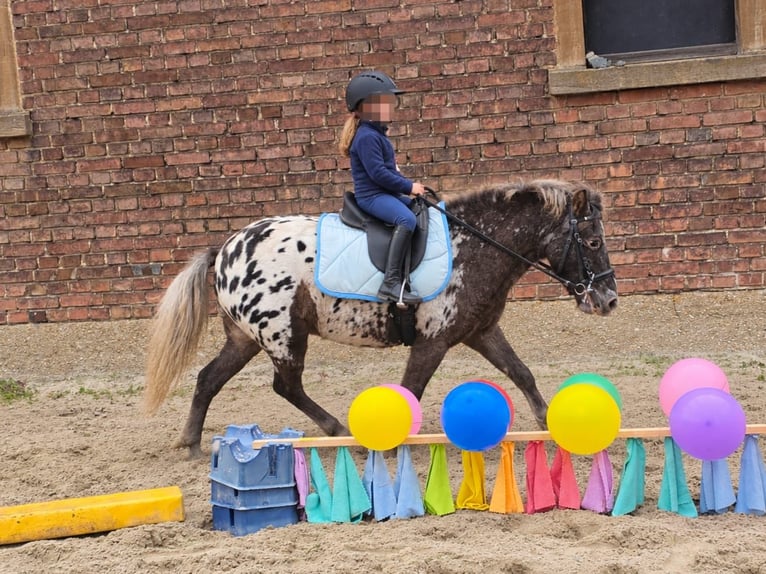 Weitere Ponys/Kleinpferde Wallach 3 Jahre 115 cm Tigerschecke in Linkenbach