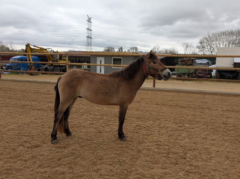 Weitere Ponys/Kleinpferde Mix Wallach 3 Jahre 120 cm Falbe in Hohenstein