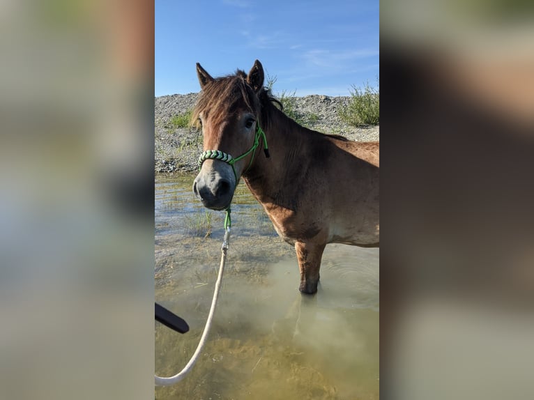 Weitere Ponys/Kleinpferde Mix Wallach 3 Jahre 120 cm Falbe in Hohenstein