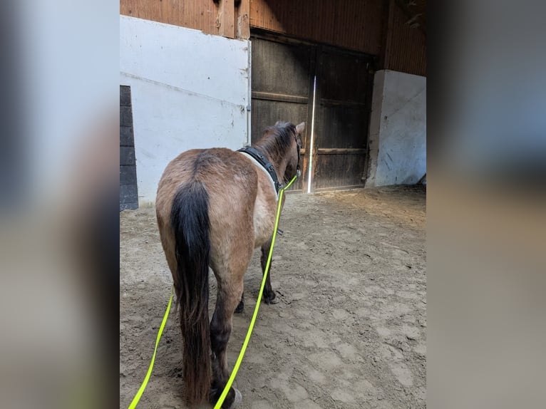 Weitere Ponys/Kleinpferde Mix Wallach 3 Jahre 120 cm Falbe in Hohenstein
