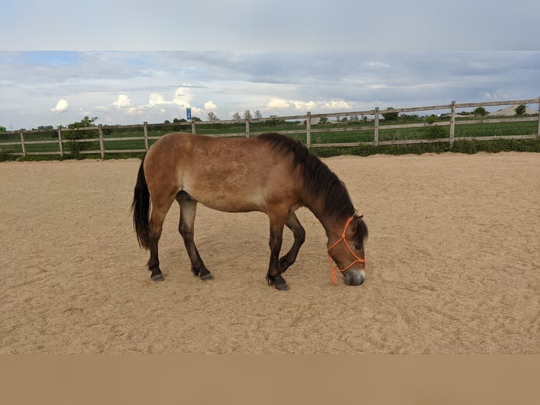 Weitere Ponys/Kleinpferde Mix Wallach 3 Jahre 120 cm Falbe in Hohenstein