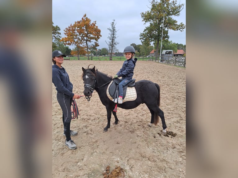 Weitere Ponys/Kleinpferde Wallach 3 Jahre 120 cm Rappe in Beerse