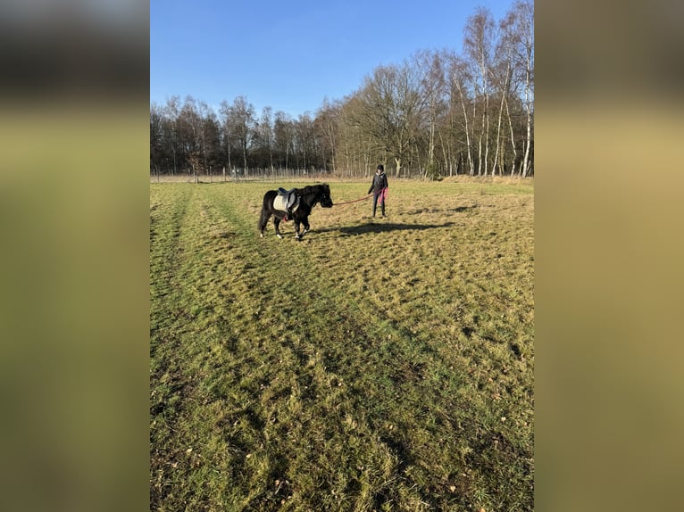 Weitere Ponys/Kleinpferde Wallach 3 Jahre 120 cm Rappe in Beerse