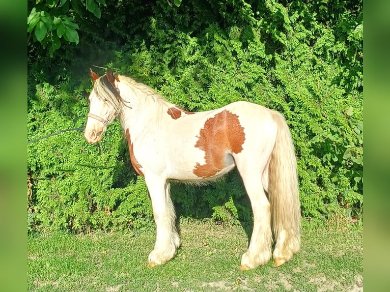 Weitere Ponys/Kleinpferde Wallach 3 Jahre 120 cm Schecke in Bad Lauterberg im Harz