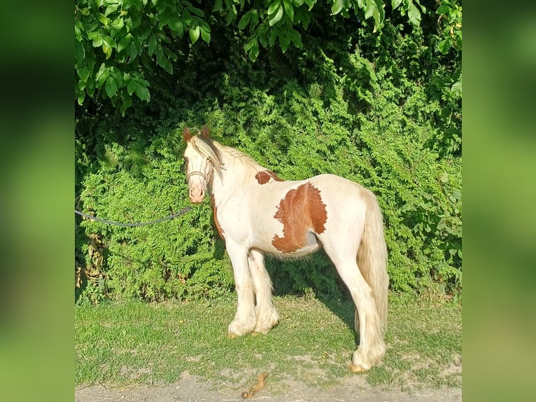 Weitere Ponys/Kleinpferde Wallach 3 Jahre 120 cm Schecke in Bad Lauterberg im Harz