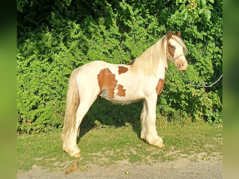 Weitere Ponys/Kleinpferde Wallach 3 Jahre 120 cm Schecke in Bad Lauterberg im Harz