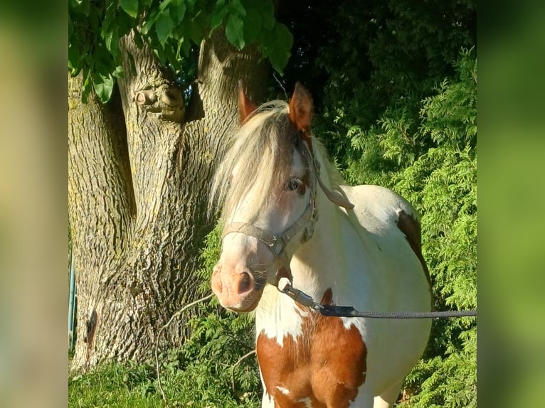 Weitere Ponys/Kleinpferde Wallach 3 Jahre 120 cm Schecke in Bad Lauterberg im Harz