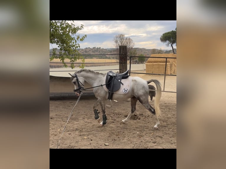 Weitere Ponys/Kleinpferde Wallach 3 Jahre 125 cm Apfelschimmel in Villanueva Del Rio Y Minas