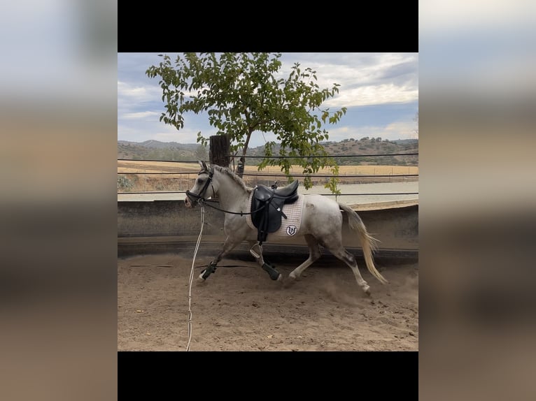 Weitere Ponys/Kleinpferde Wallach 3 Jahre 125 cm Apfelschimmel in Villanueva Del Rio Y Minas