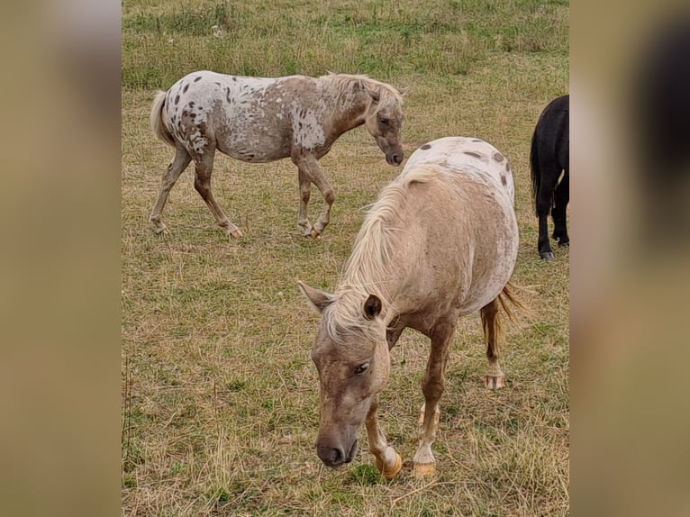 Weitere Ponys/Kleinpferde Mix Wallach 3 Jahre 125 cm Tigerschecke in Heuchelheim