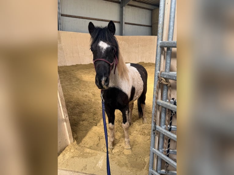 Weitere Ponys/Kleinpferde Wallach 3 Jahre 128 cm Schecke in Daleiden