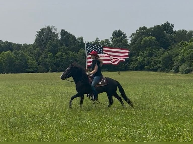 Weitere Ponys/Kleinpferde Wallach 3 Jahre 132 cm Rappe in Princeton, KY