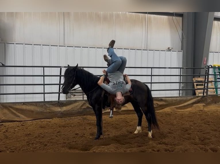 Weitere Ponys/Kleinpferde Wallach 3 Jahre 132 cm Rappe in Princeton, KY