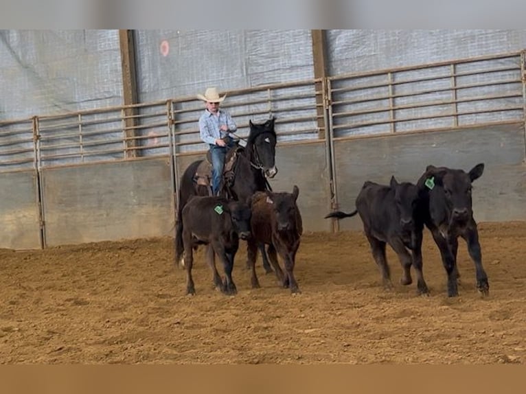 Weitere Ponys/Kleinpferde Wallach 3 Jahre 132 cm Rappe in Princeton, KY