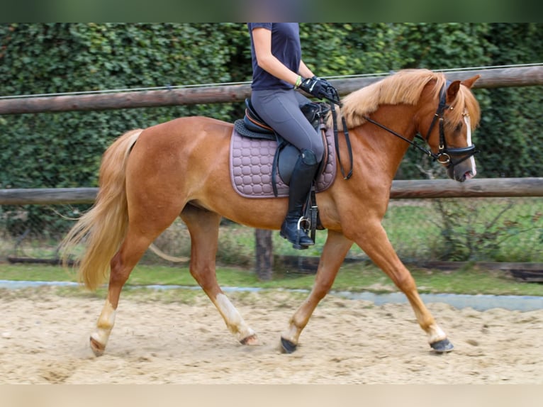 Weitere Ponys/Kleinpferde Wallach 3 Jahre 135 cm Fuchs in Münster