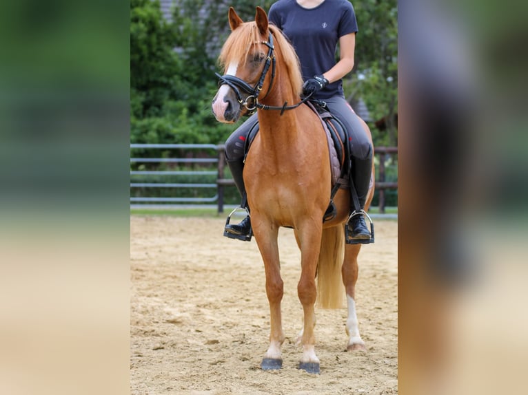 Weitere Ponys/Kleinpferde Wallach 3 Jahre 135 cm Fuchs in Münster