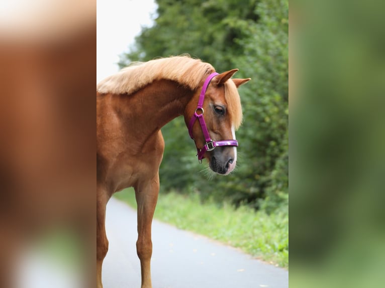 Weitere Ponys/Kleinpferde Wallach 3 Jahre 135 cm Fuchs in Münster
