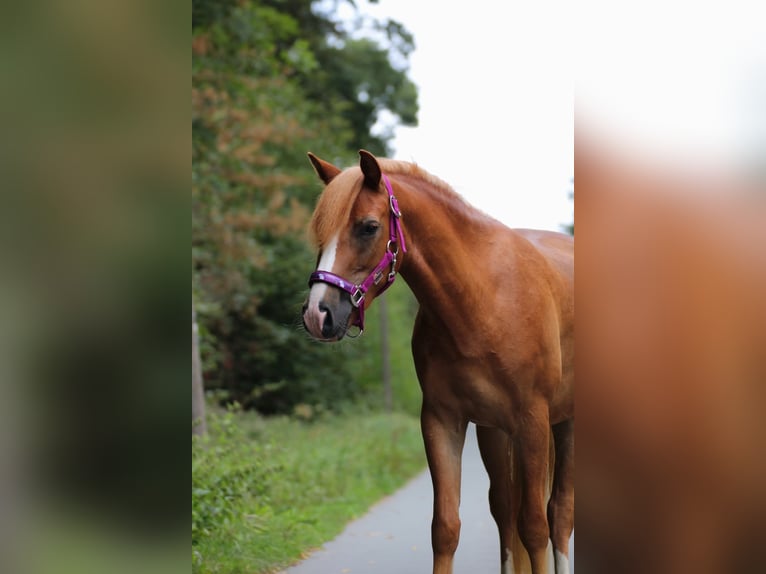 Weitere Ponys/Kleinpferde Wallach 3 Jahre 135 cm Fuchs in Münster
