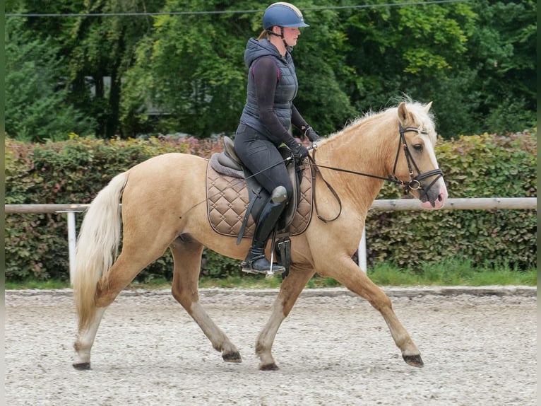Weitere Ponys/Kleinpferde Wallach 3 Jahre 135 cm Palomino in Neustadt (Wied)