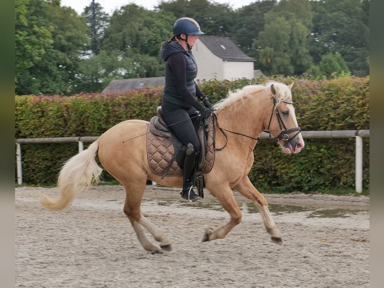 Weitere Ponys/Kleinpferde Wallach 3 Jahre 135 cm Palomino in Neustadt (Wied)