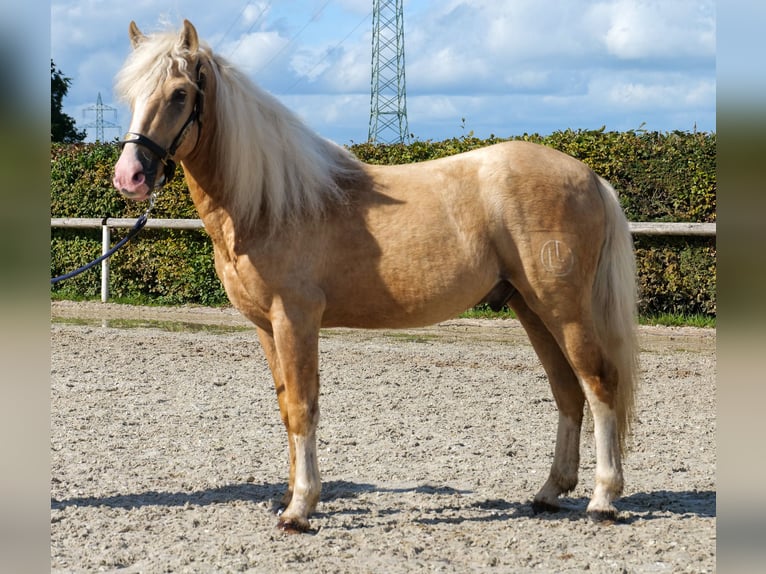 Weitere Ponys/Kleinpferde Wallach 3 Jahre 135 cm Palomino in Neustadt (Wied)