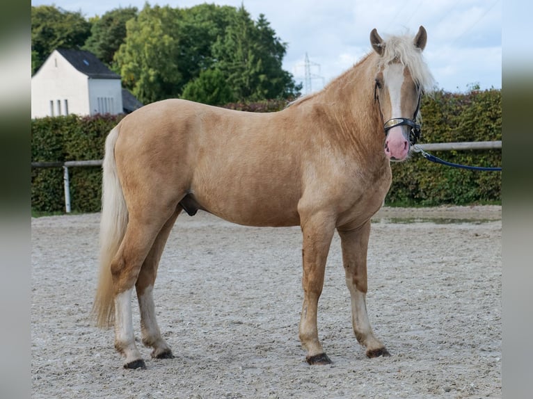 Weitere Ponys/Kleinpferde Wallach 3 Jahre 135 cm Palomino in Neustadt (Wied)