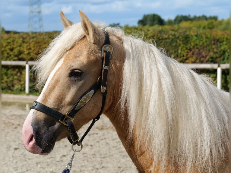 Weitere Ponys/Kleinpferde Wallach 3 Jahre 135 cm Palomino in Neustadt (Wied)