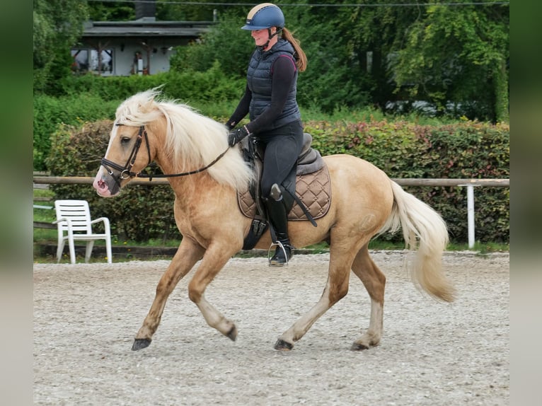 Weitere Ponys/Kleinpferde Wallach 3 Jahre 135 cm Palomino in Neustadt (Wied)