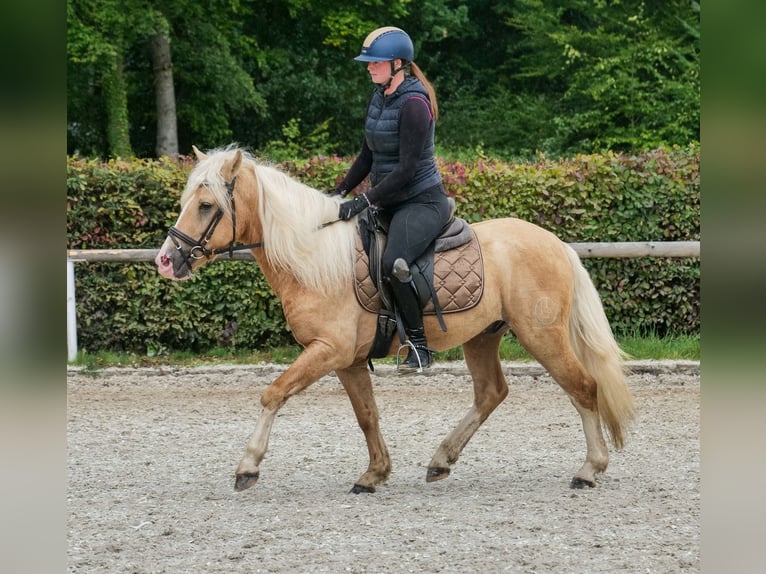 Weitere Ponys/Kleinpferde Wallach 3 Jahre 135 cm Palomino in Neustadt (Wied)
