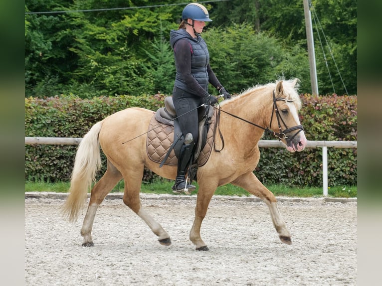Weitere Ponys/Kleinpferde Wallach 3 Jahre 135 cm Palomino in Neustadt (Wied)