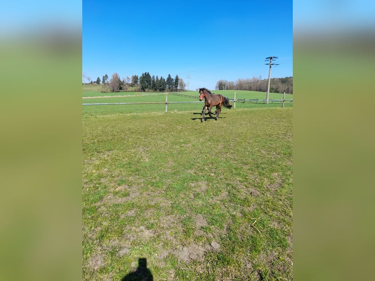 Weitere Ponys/Kleinpferde Wallach 3 Jahre 137 cm Brauner in Bad Saulgau