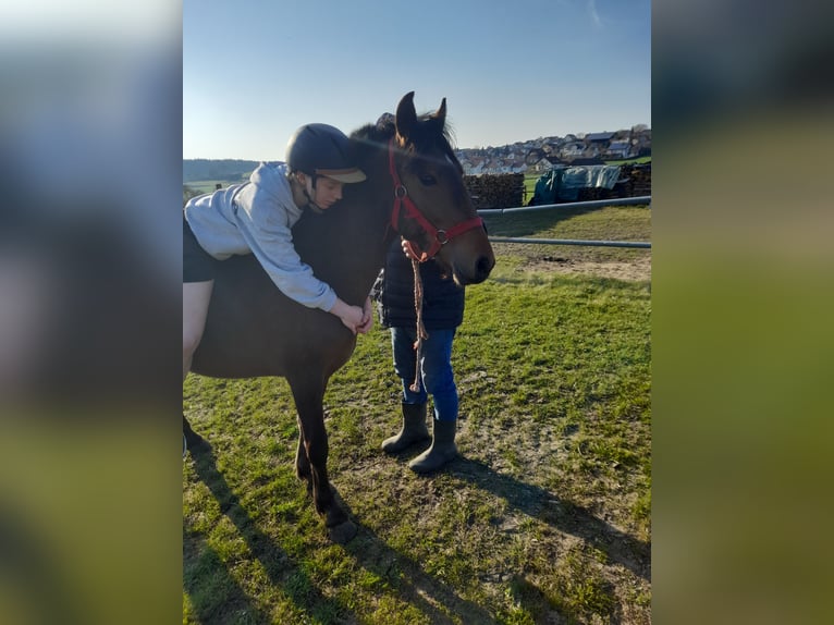 Weitere Ponys/Kleinpferde Wallach 3 Jahre 137 cm Brauner in Bad Saulgau
