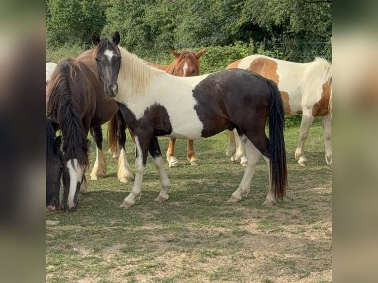 Weitere Ponys/Kleinpferde Wallach 3 Jahre 137 cm Schecke in Daleiden