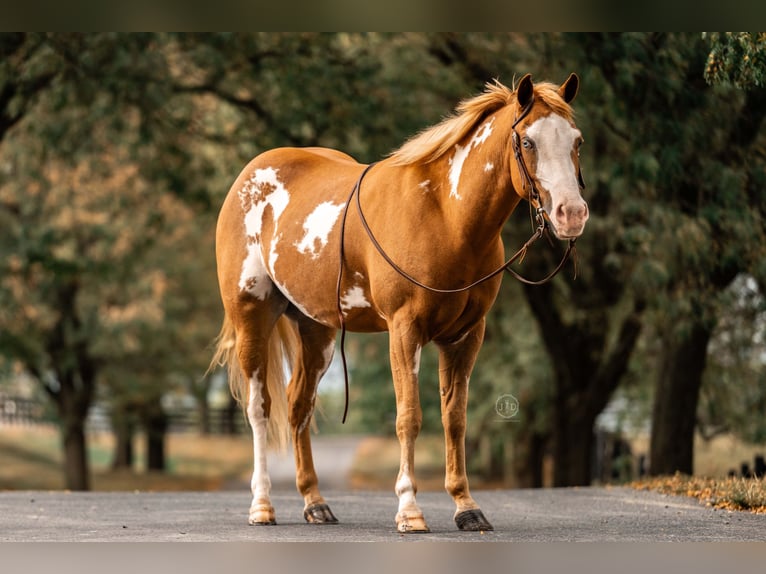 Weitere Ponys/Kleinpferde Wallach 3 Jahre 137 cm Schecke in Lebanon